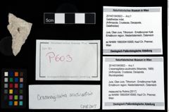 Foto (Objekt + Etikett) von Cracensigillatus acutirostris (Moericke, 1889)  (NHMW-GEO-2014-0194-0603)